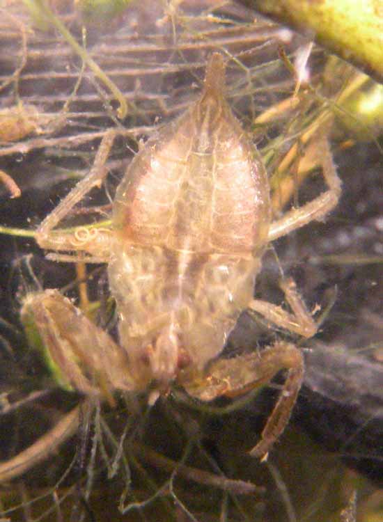 Nepa cinerea
